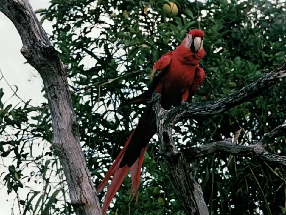Jungle Cat screenshot 3