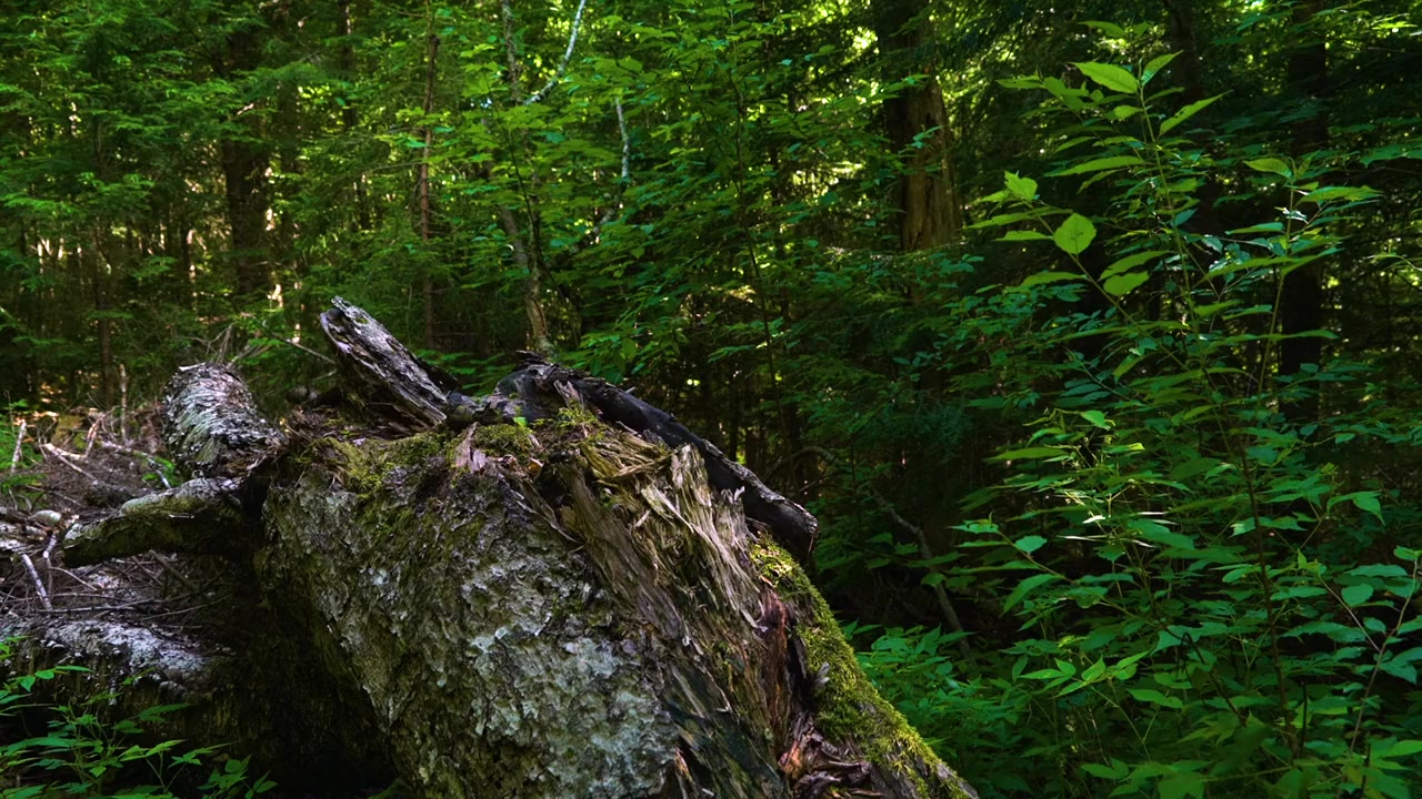 On the Trail of Bigfoot: The Journey screenshot 1