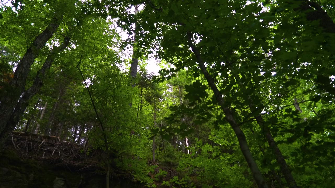 On the Trail of Bigfoot: The Journey screenshot 3