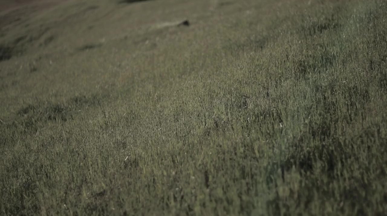 Once Upon a Time in Deadwood screenshot 1
