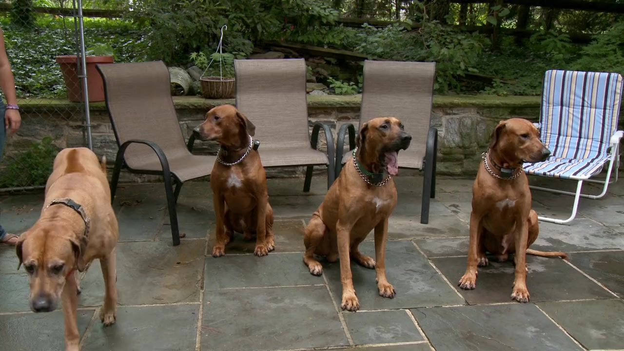 One Nation Under Dog screenshot 2