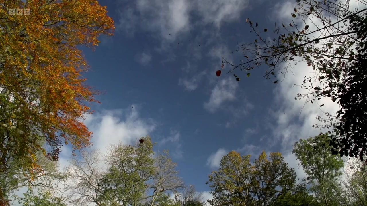 Oak Tree: Nature's Greatest Survivor screenshot 1