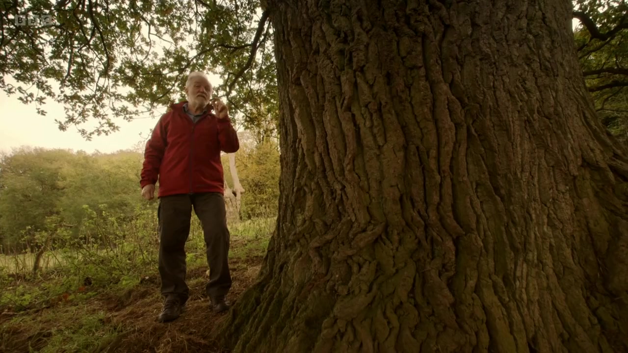 Oak Tree: Nature's Greatest Survivor screenshot 2