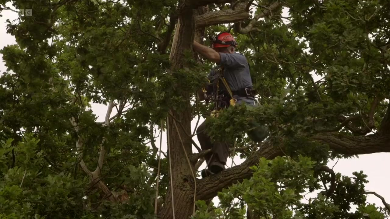 Oak Tree: Nature's Greatest Survivor screenshot 3