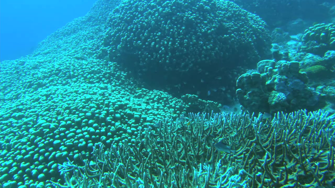 Ocean Wonderland screenshot 1