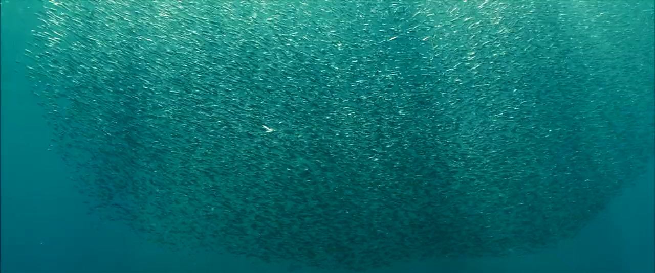 Océans screenshot 3
