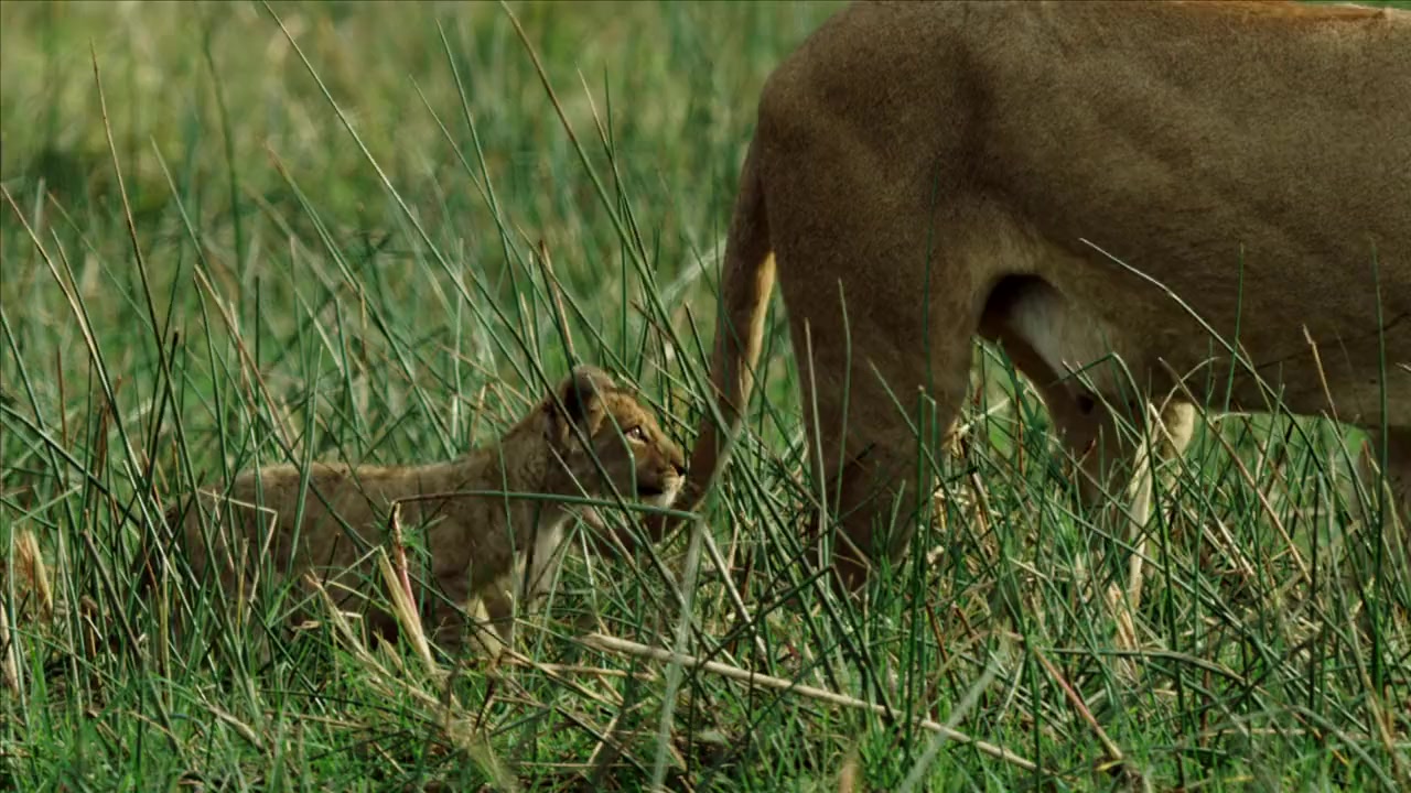 Okavango: River of Dreams - Director's Cut screenshot 3
