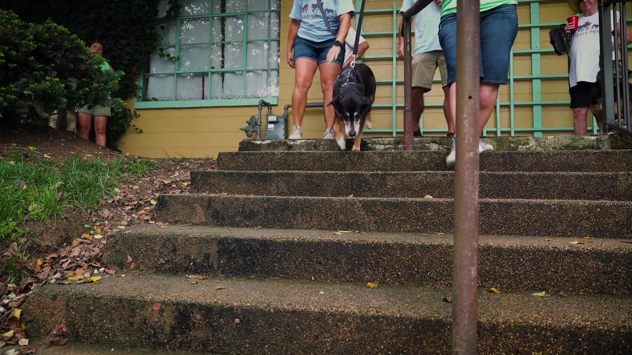 Old Friends: A Dogumentary screenshot 1