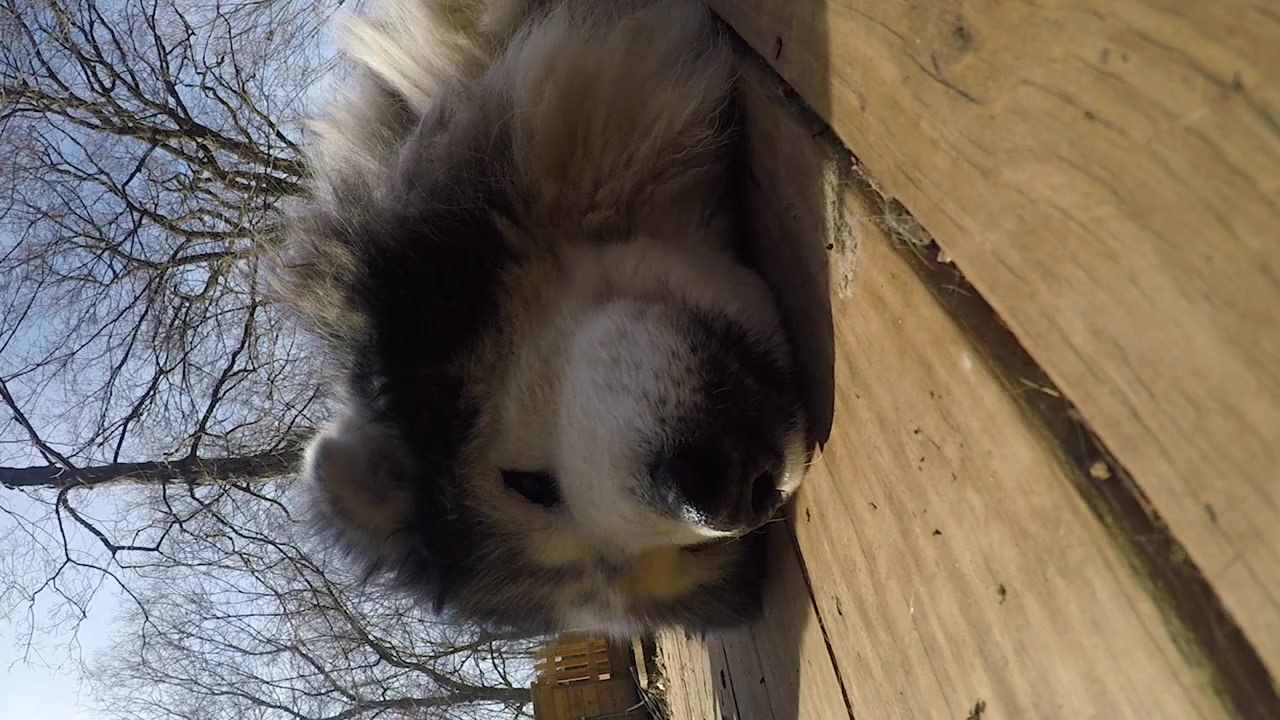 Old Friends: A Dogumentary screenshot 2