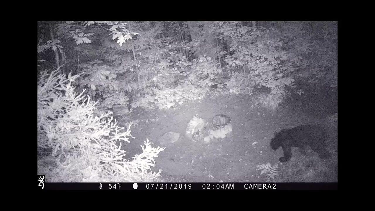 Operation Wolf Patrol screenshot 1