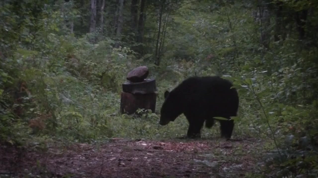 Operation Wolf Patrol screenshot 3