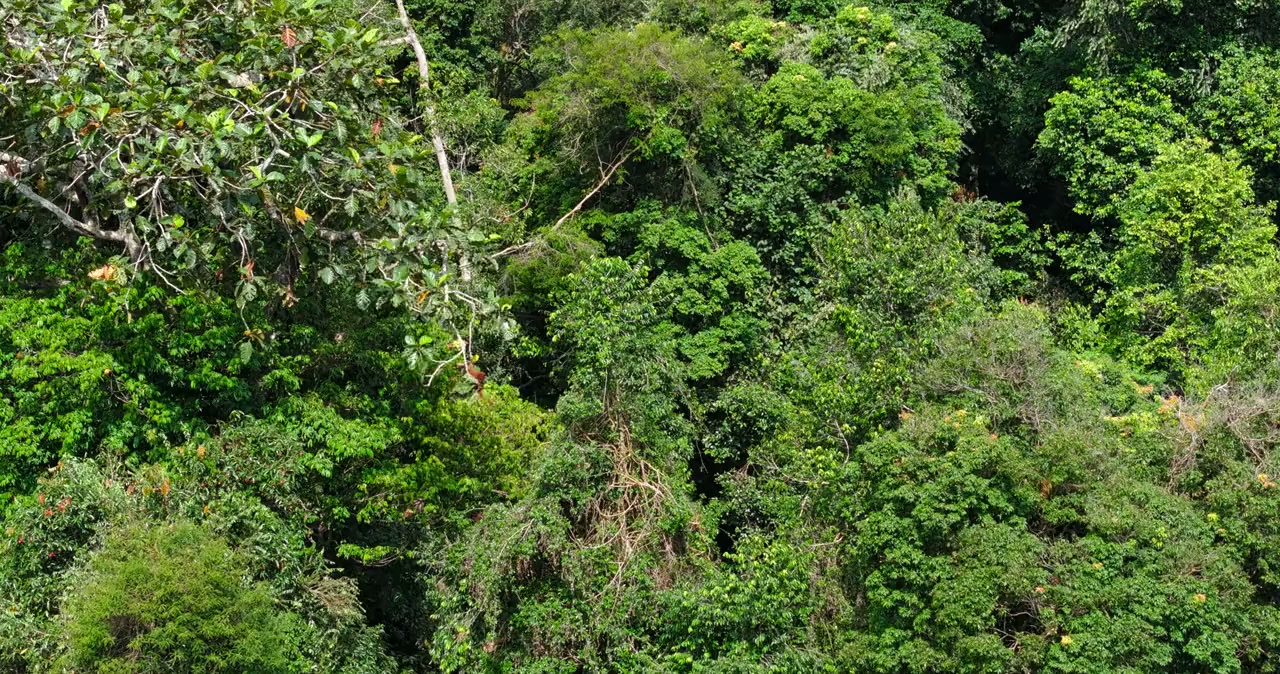 Orangutan screenshot 1