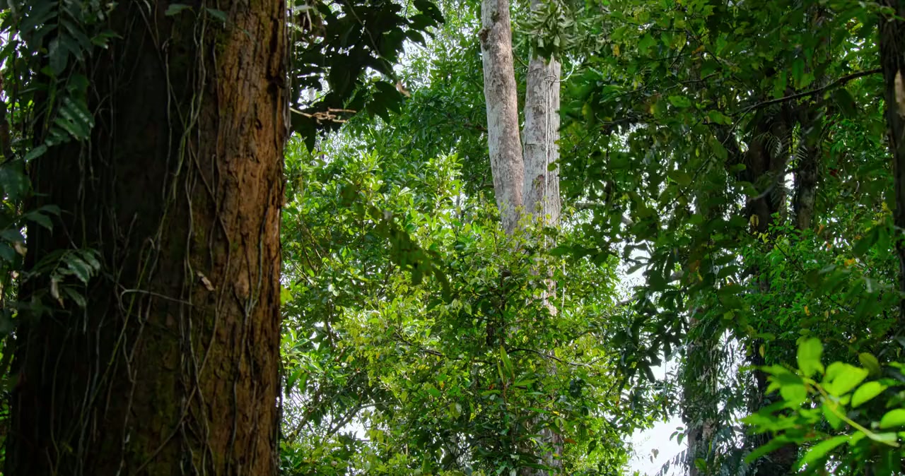 Orangutan screenshot 2