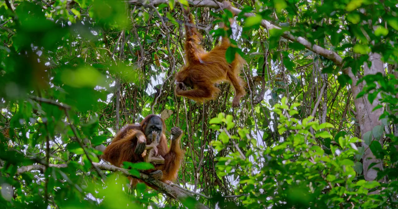 Orangutan screenshot 3