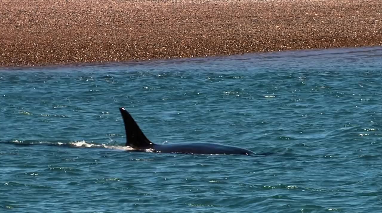 Orca vs. Great White screenshot 1