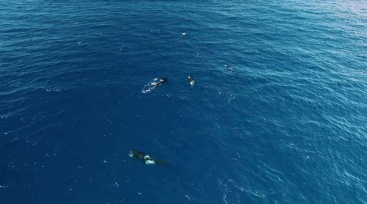 Orca vs. Great White screenshot 2