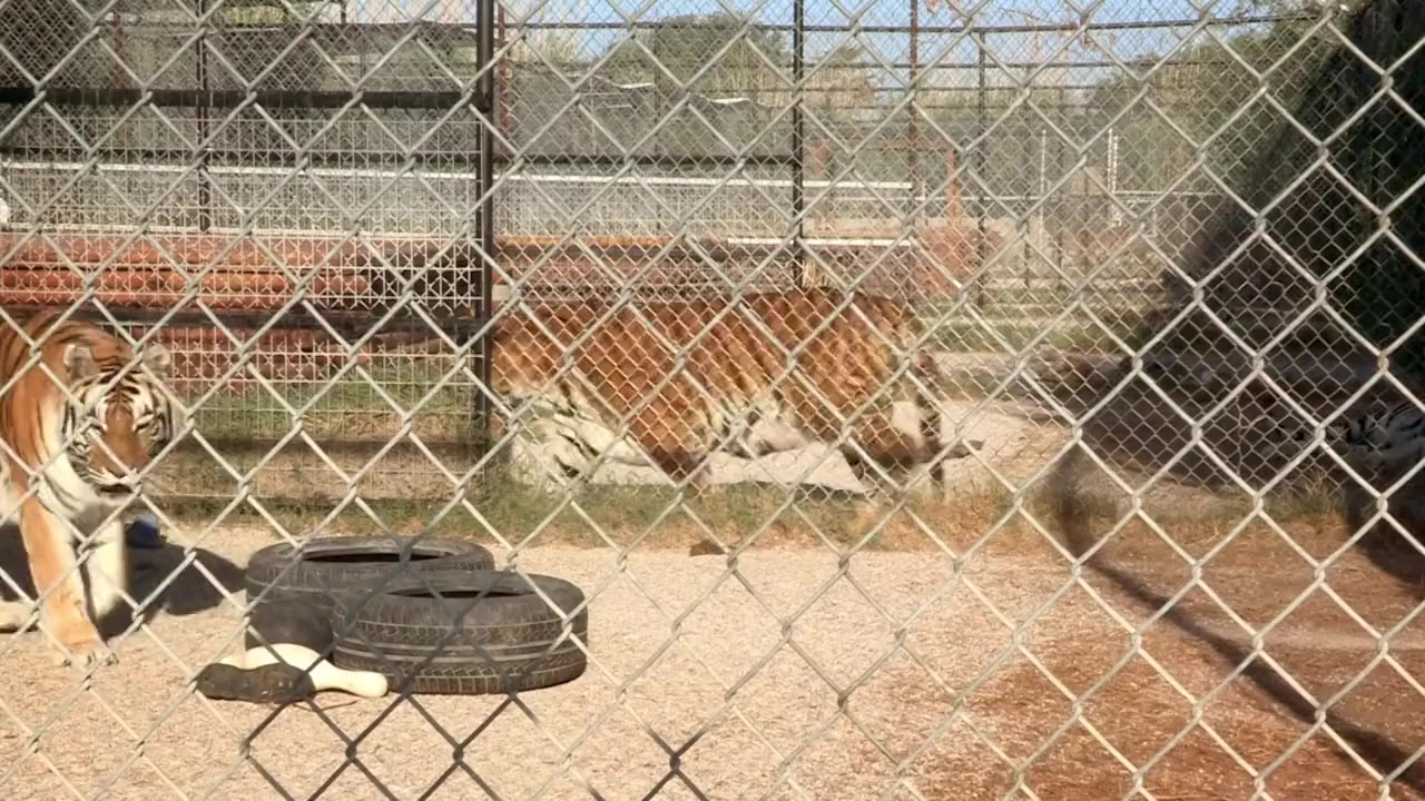 Louis Theroux: America's Most Dangerous Pets screenshot 1