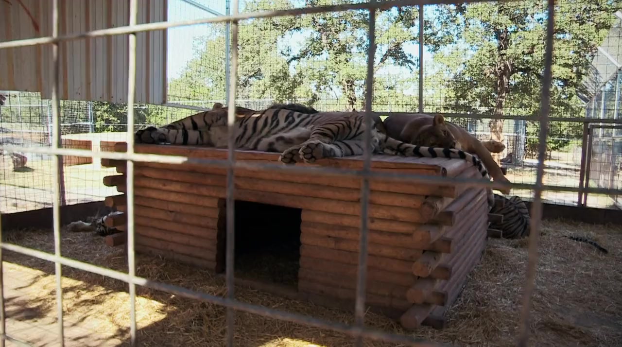 Louis Theroux: Shooting Joe Exotic screenshot 3