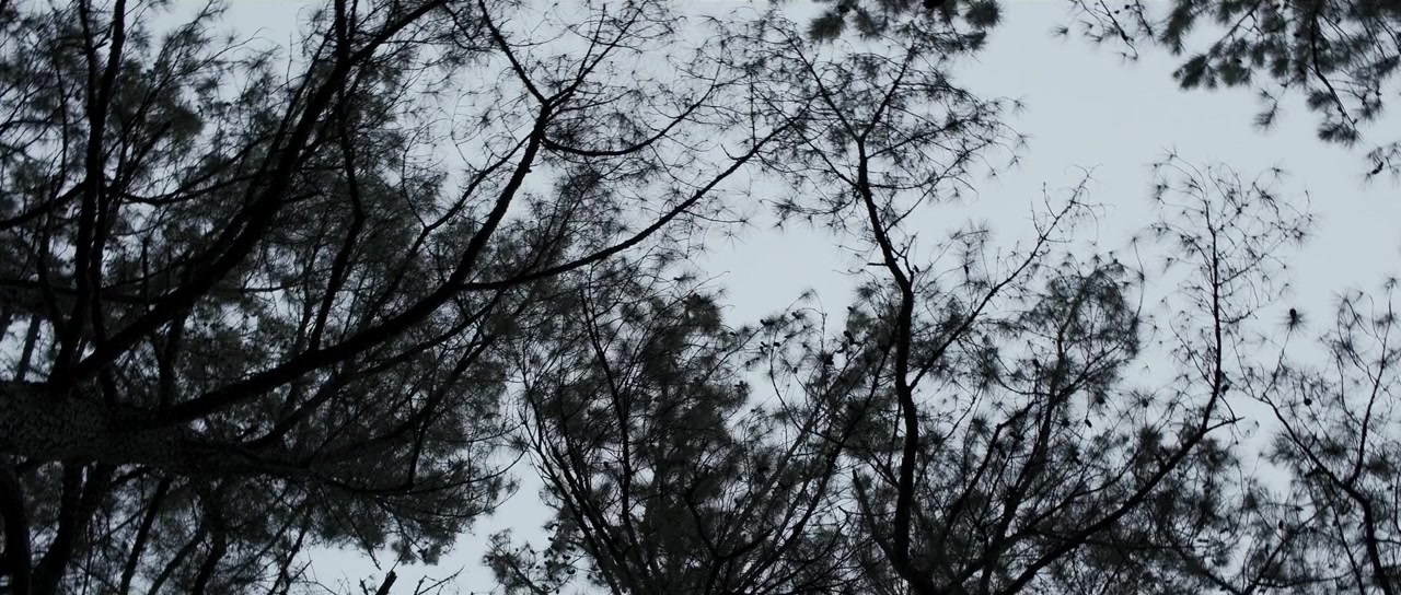 Love, Tom screenshot 1