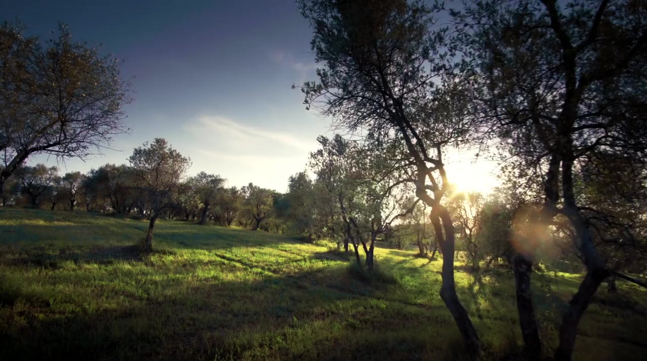 Love Under the Olive Tree screenshot 1