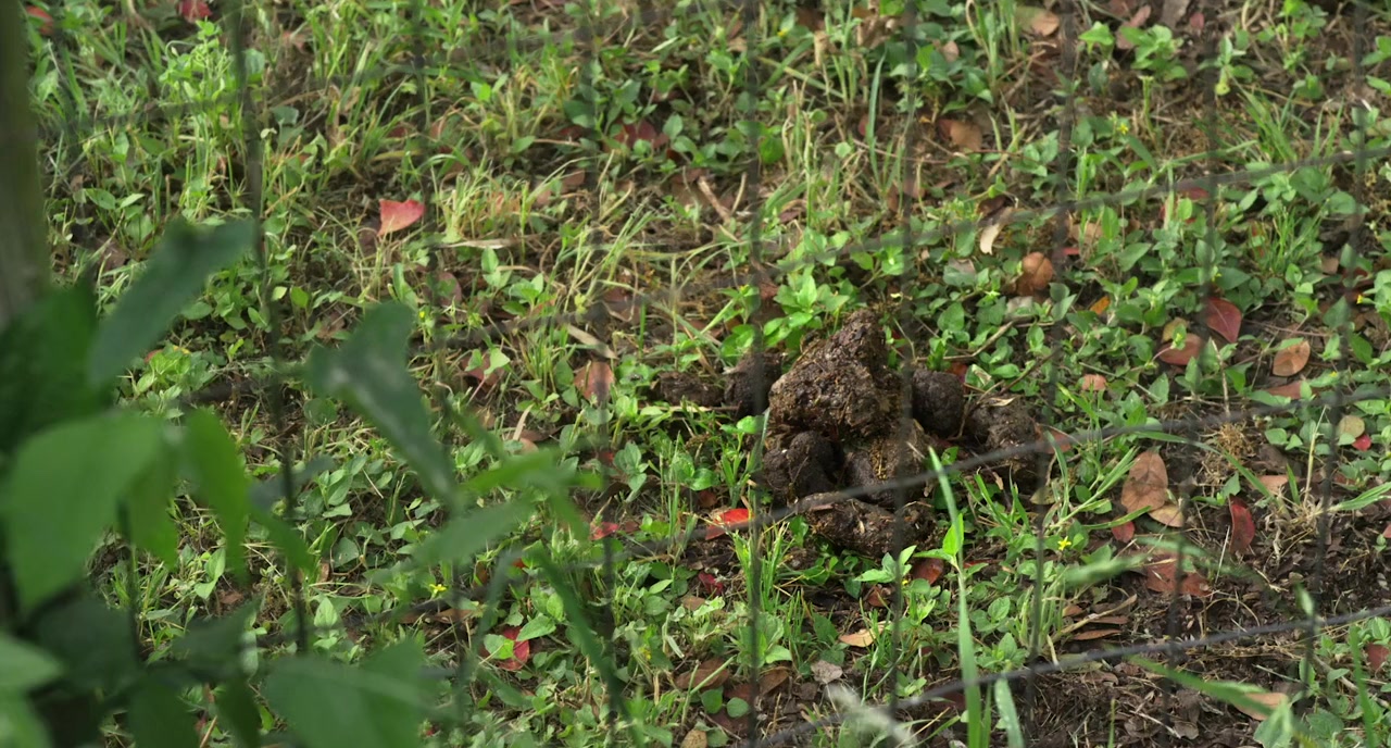 Love Flower screenshot 1