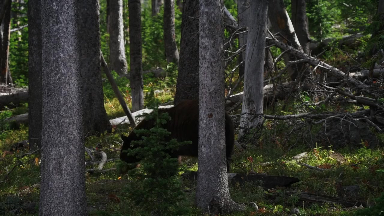 Love in the Great Smoky Mountains: A National Park Romance screenshot 2
