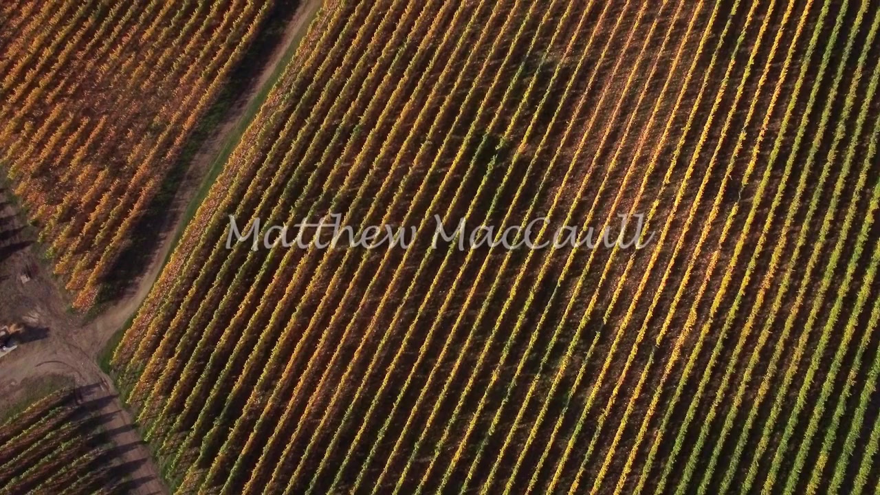 Love in the Vineyard screenshot 1