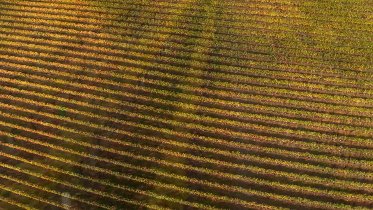 Love in the Vineyard screenshot 2
