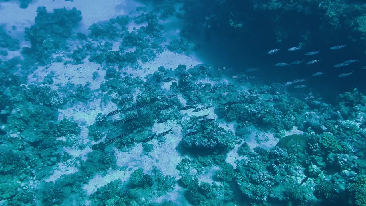 Love on the Reef screenshot 1
