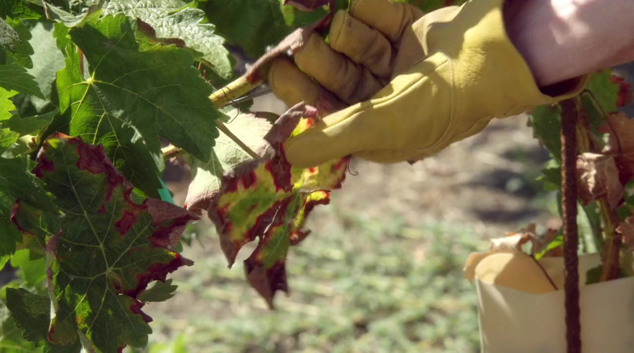 Love on the Vines screenshot 3