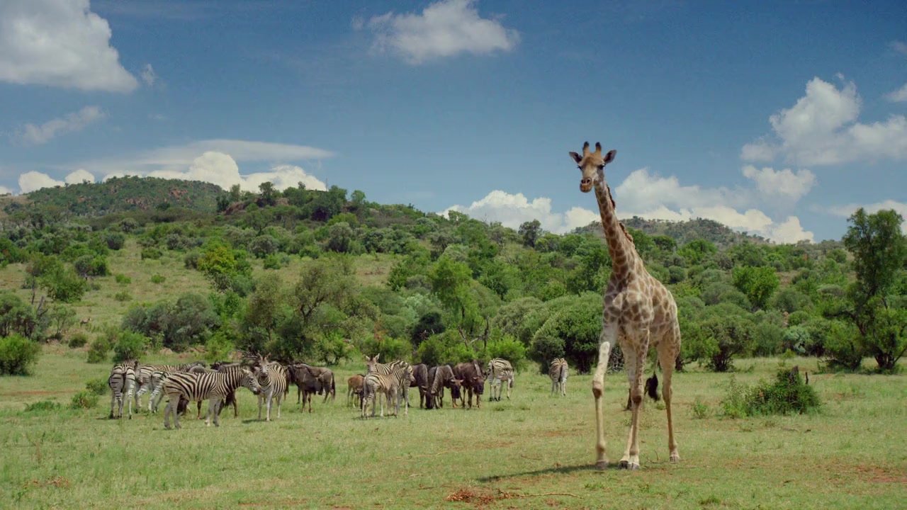 Love on Safari screenshot 2