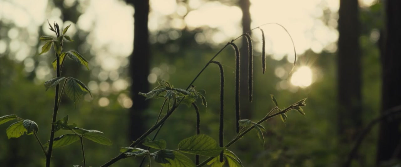Long Forgotten Fields screenshot 1