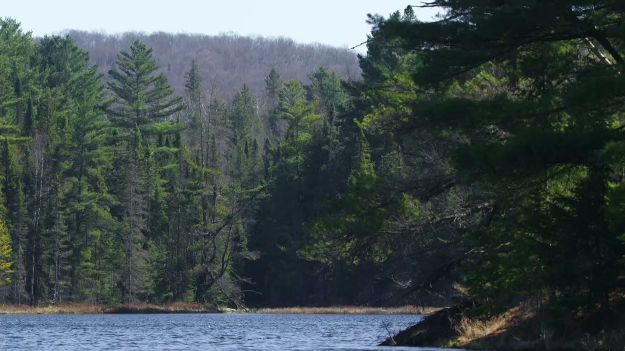Loons: A Cry from the Mist screenshot 1