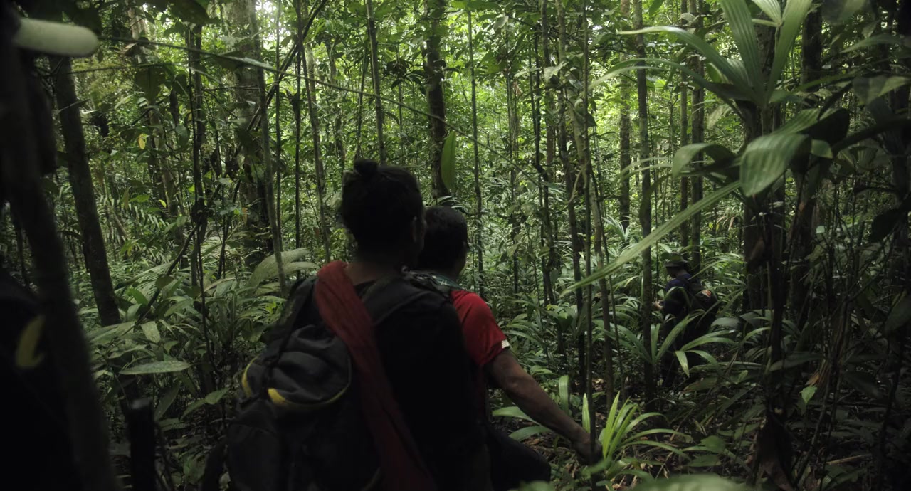 Lost in the Jungle screenshot 1