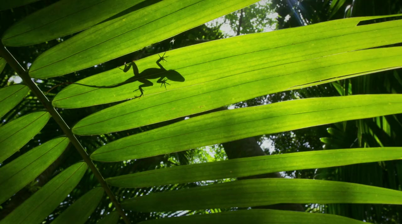 Laws of the Lizard screenshot 1
