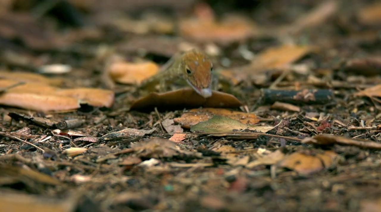 Laws of the Lizard screenshot 3