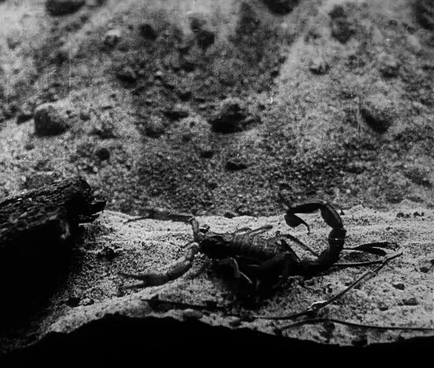 L'âge d'or screenshot 3