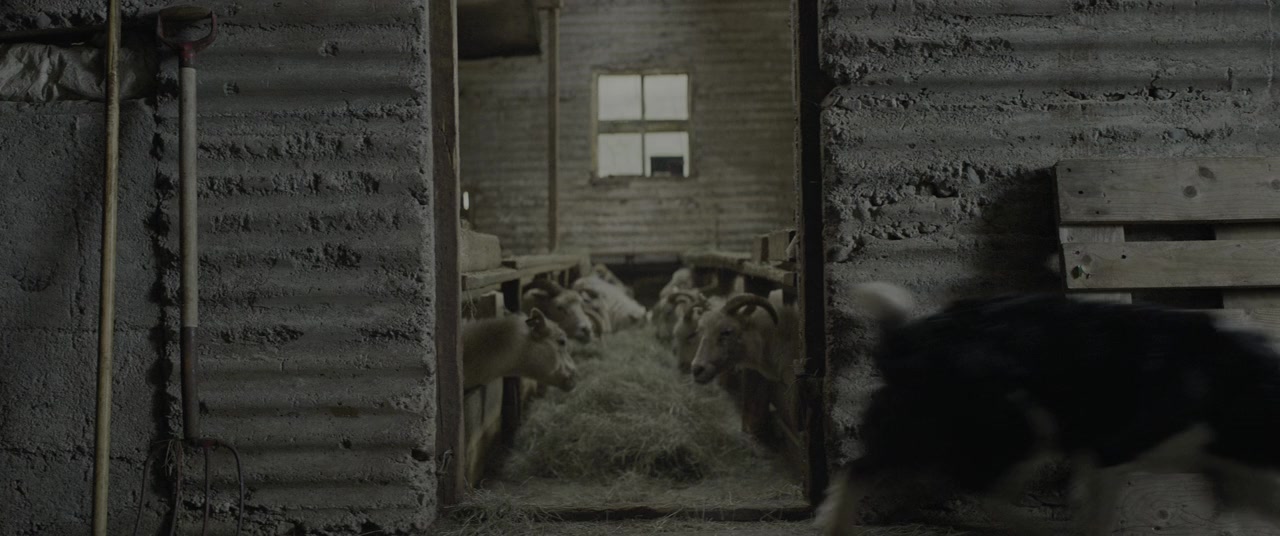 Dýrið screenshot 2