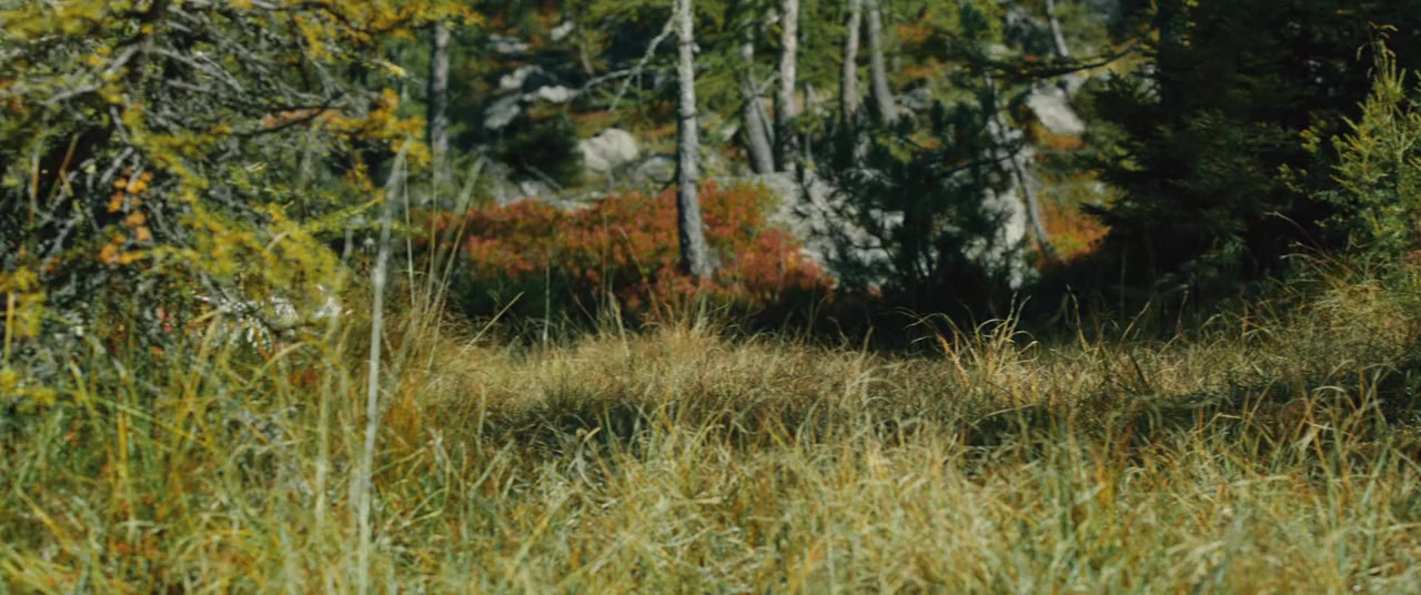 Lassie - Ein neues Abenteuer screenshot 2