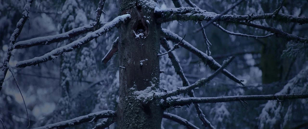 Le chant des forêts screenshot 1