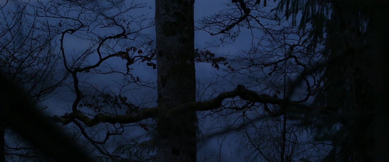 Le chant des forêts screenshot 2