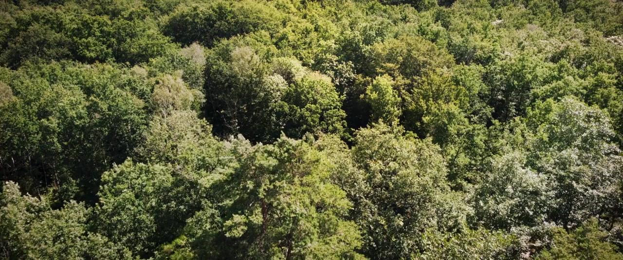 Le chêne screenshot 1