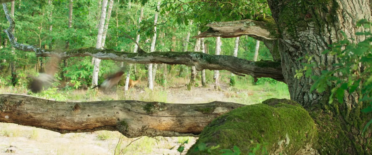 Le chêne screenshot 3