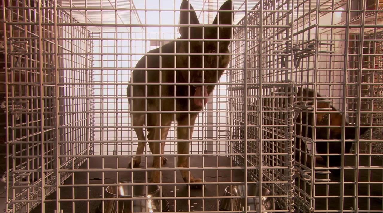 Lenny the Wonder Dog screenshot 1