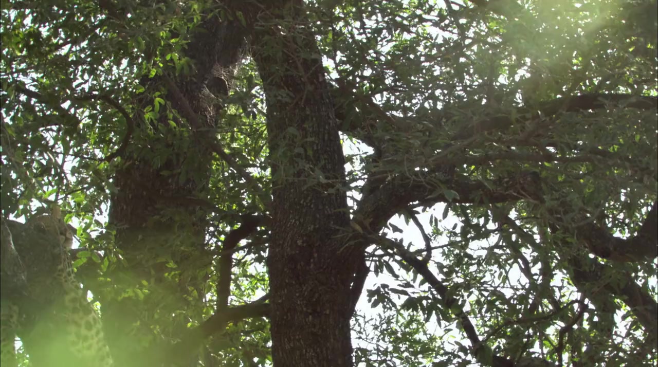 Leopards of Dead Tree Island screenshot 2