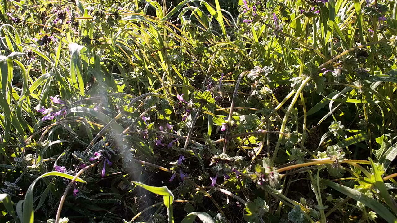 Little Matters: Insects screenshot 1