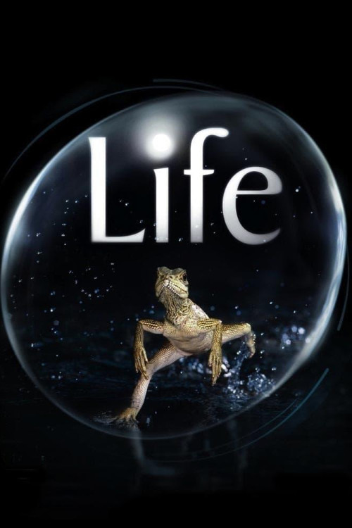 Life (2009) poster