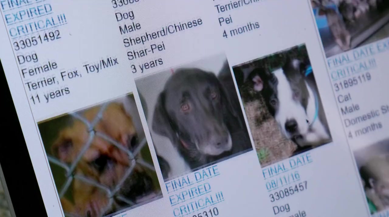 Life in the Doghouse screenshot 3