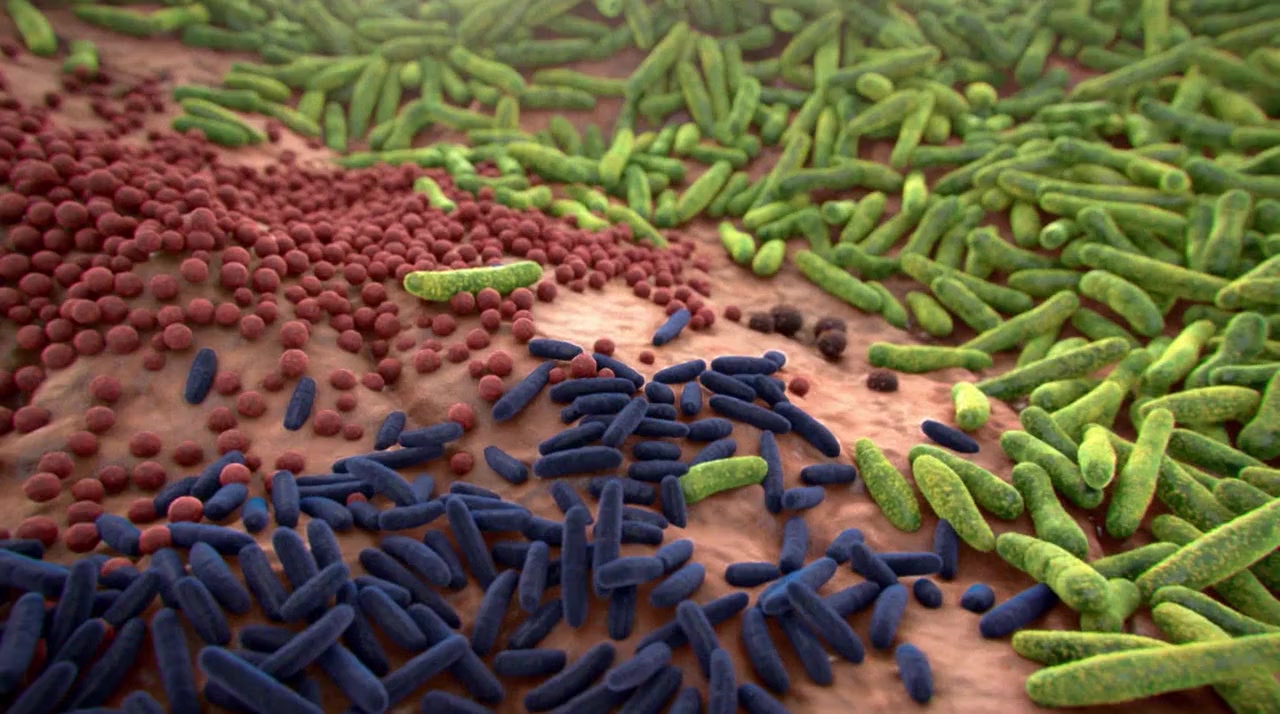 Life on Us: A Microscopic Safari screenshot 1