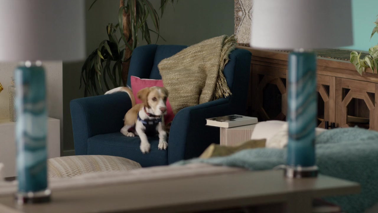 Like Cats & Dogs screenshot 3